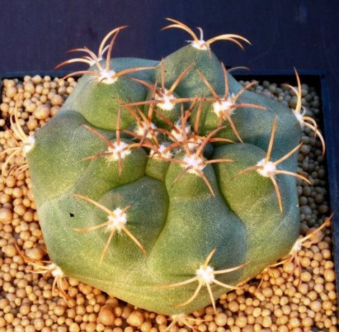 Matucana_pujupatii_1